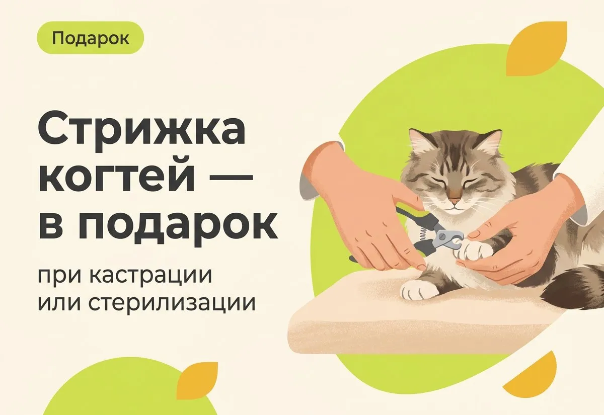 Стрижка когтей в подарок при кастрации или стерилизации