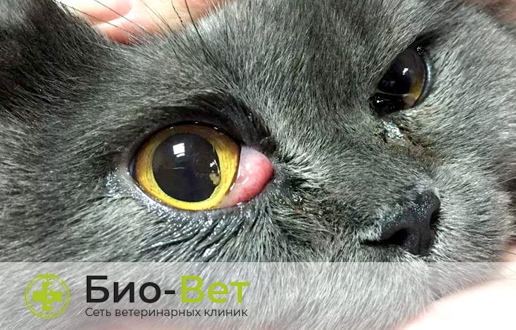 Болезни глаз у кошек | БиоВет