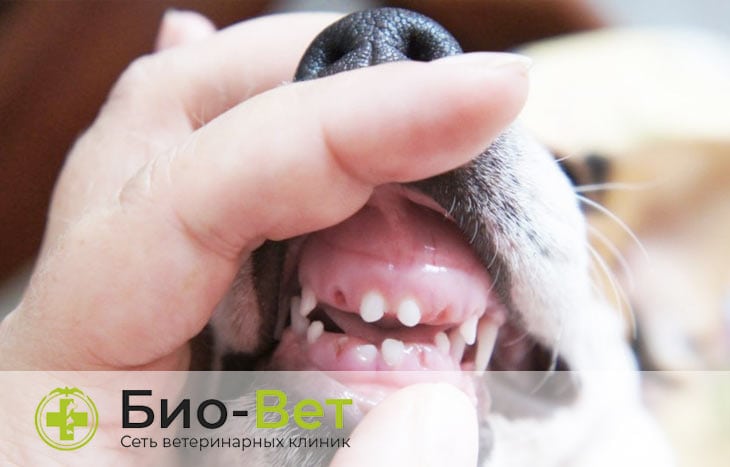 Болезни зубов у собак