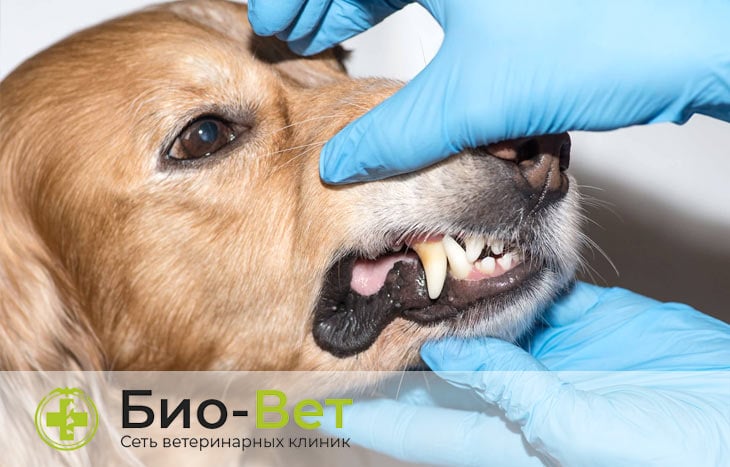 Болезни зубов у собак