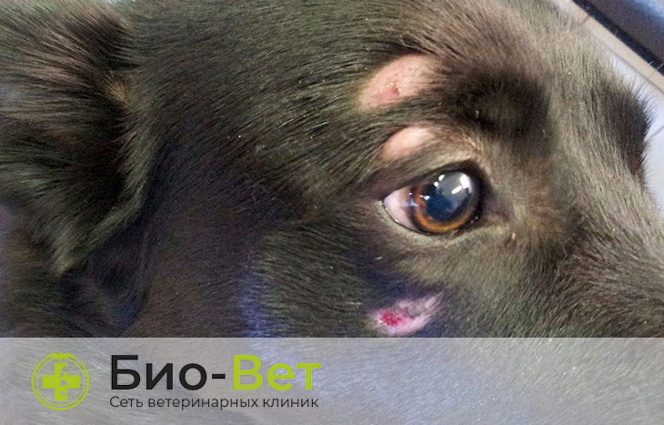 дерматомикоз лечение у собак