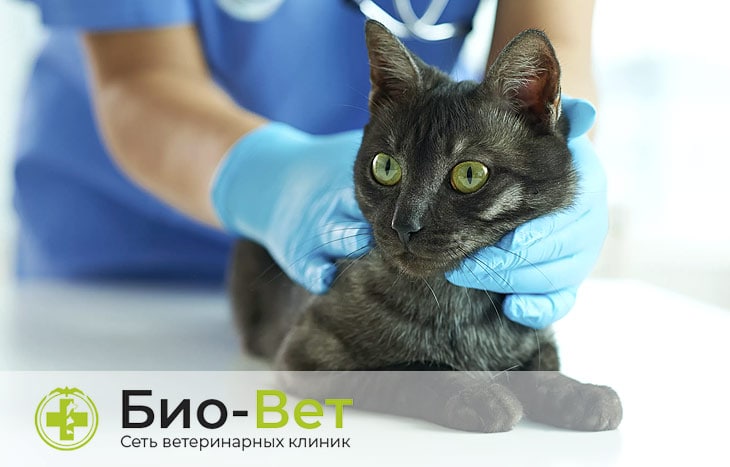 Симптомы и лечение стригущего лишая у кошек