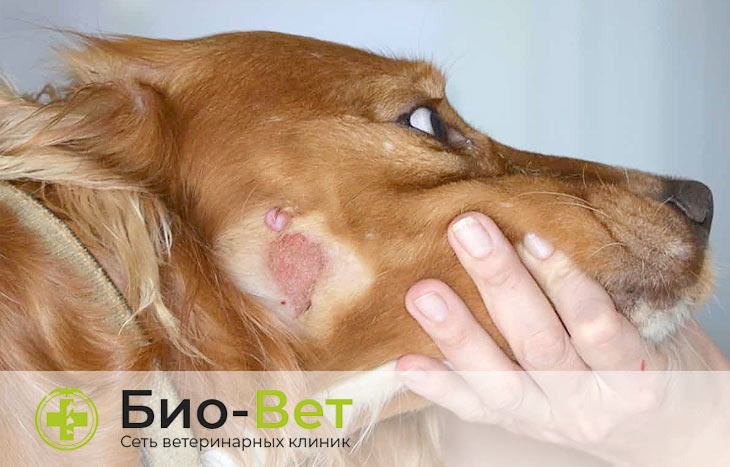 Кожные заболевания у собак | БиоВет