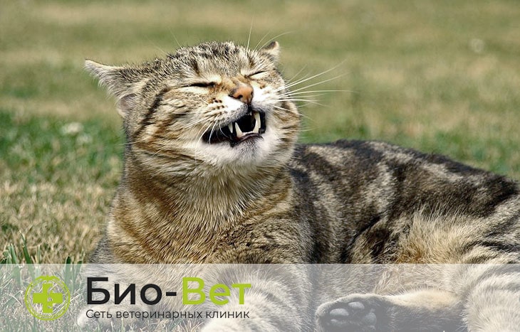 Кошка чихает: причины и лечение