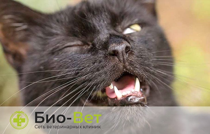 Кошка чихает: причины, что делать и лечение в ветеринарной клинике