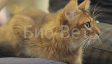 Кошки и растения. Желтая пена у кошки. Кот рыгнул желтой жидкостью. Желтая пена у кошки. Кот рыгнул желтой жидкостью.