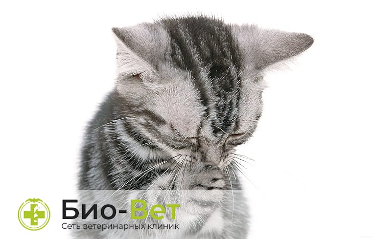 Причины кашля и чихания у кошек