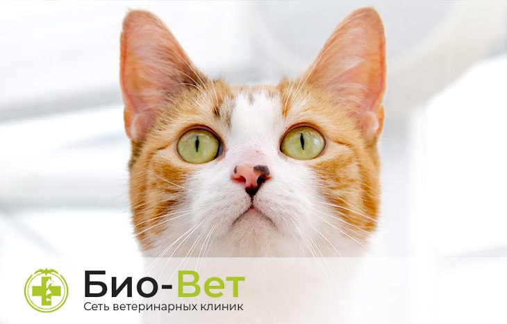 Лимфома кошек: причины, симптомы, методы лечения