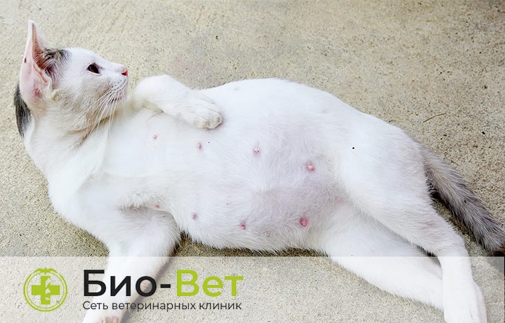 Мастит и мастопатия - Лечение рака и опухоли молочных желез у кошек
