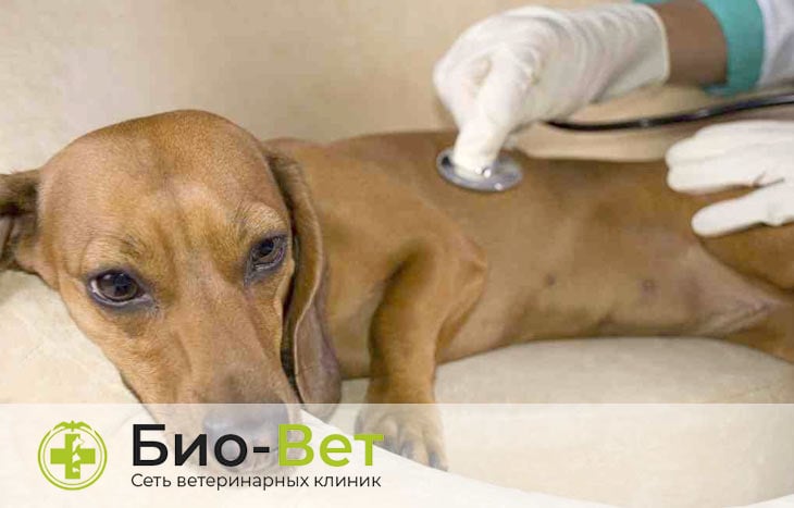 Дефект межжелудочковой перегородки у собак