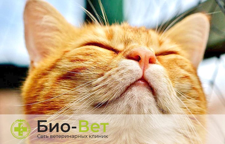 Насморка у кошек: симптомы и лечение