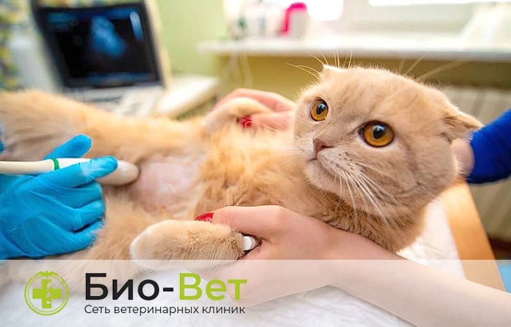 УЗИ брюшной полости кошке включает в себя обследование состояния таких внутренних органов как: