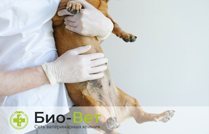Опухоли молочных желез у собак