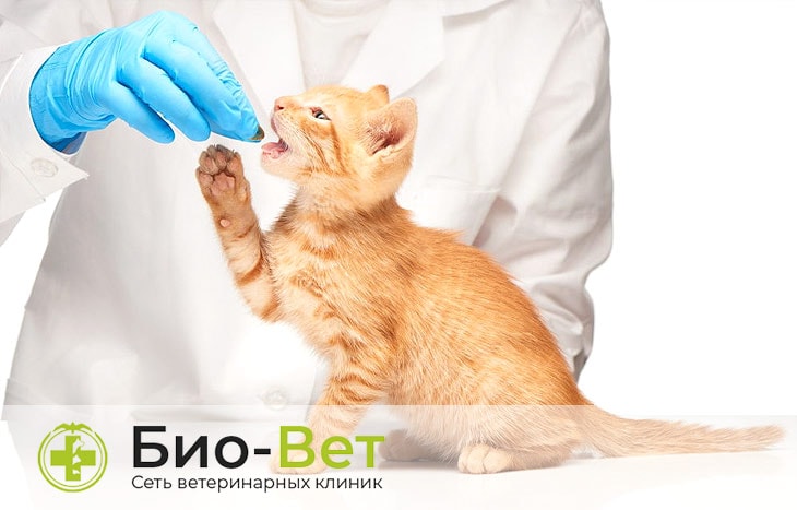 Отравление и кошек и котов: симптомы и лечение