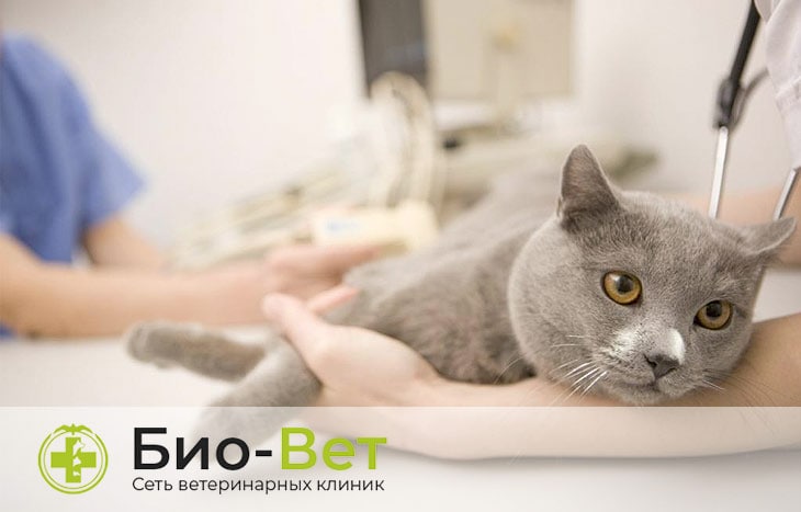 Отравление и кошек и котов: симптомы и лечение