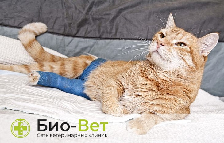 Переломы лап у кошек (остеосинтез) - как определить и лечение