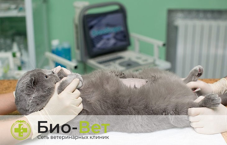 Пиометра у кошки (гнойное воспаление матки): симптомы и лечение