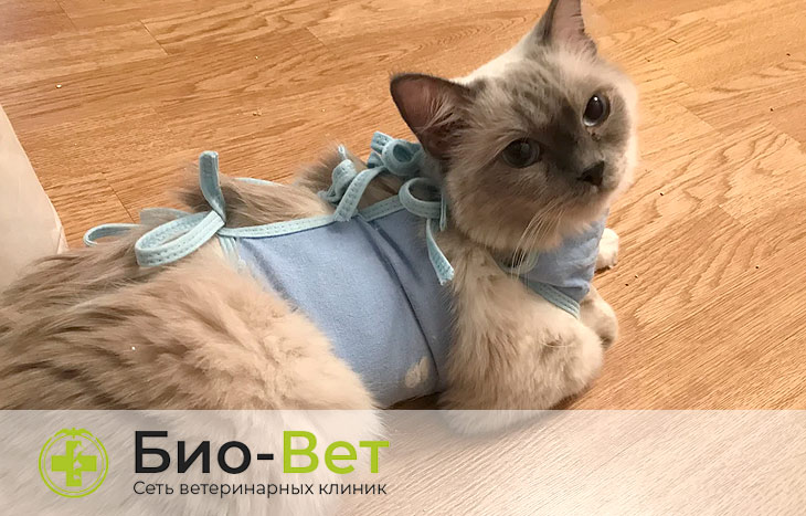 Пиометра у кошки (гнойное воспаление матки): симптомы и лечение