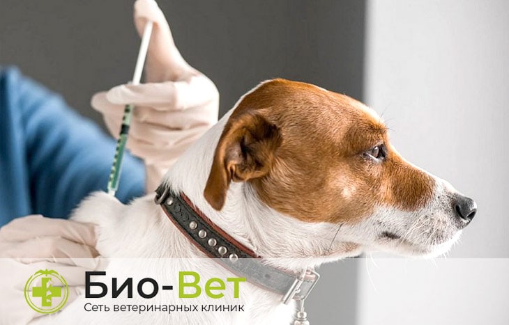Симптомы и лечение питомникового кашля у собак