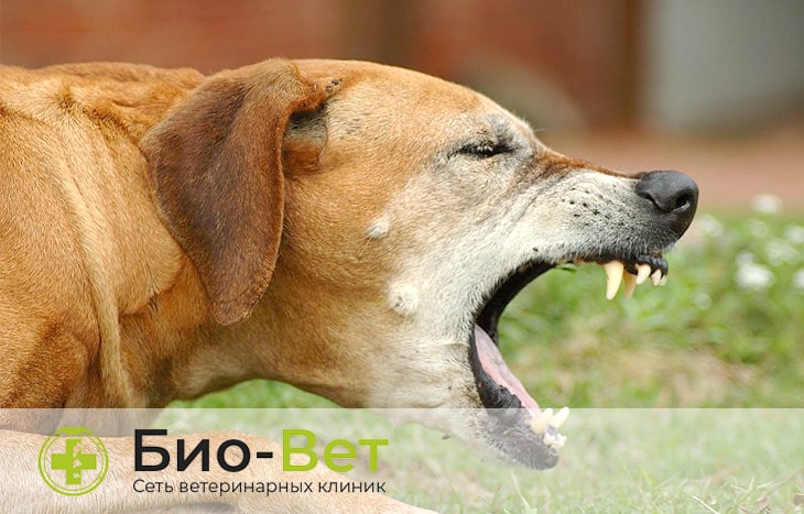 Симптомы и лечение питомникового кашля у собак