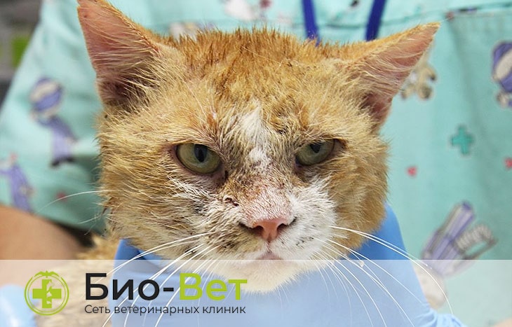 Подкожный клещ у кошек (демодекоз): симптомы и лечение