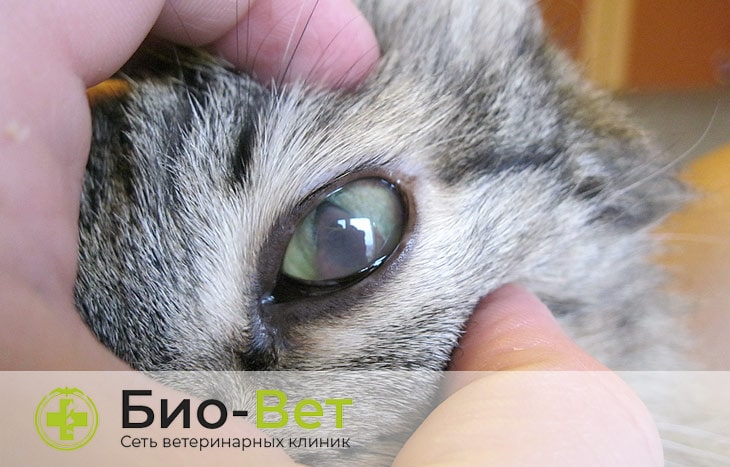 Лечение катаракты у кошек