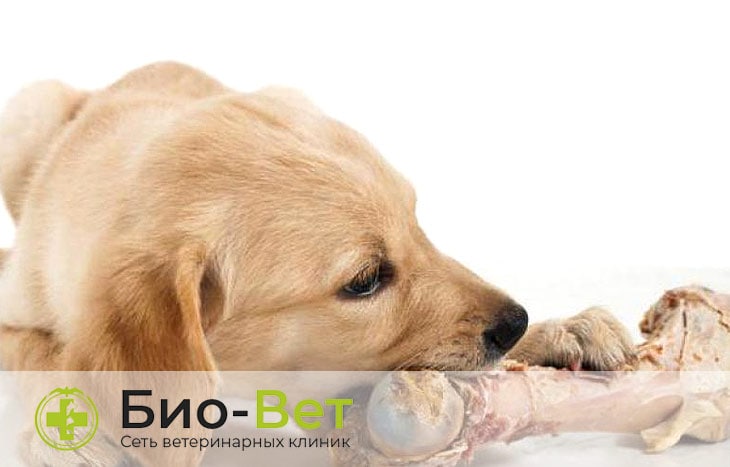 Самые распространенные причины диареи у животных, или почему у собаки бывает понос