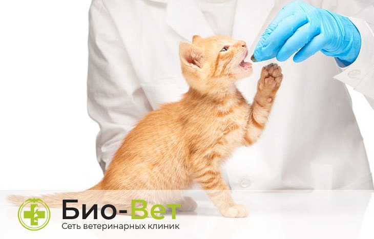 Лечение поноса с кровью и рвоты у кошек