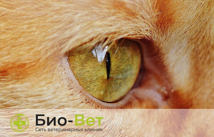 Выделения из глаз у кошек