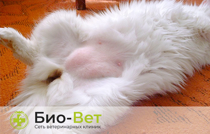 Лечение шишок на животе и на шее под кожей у кошки