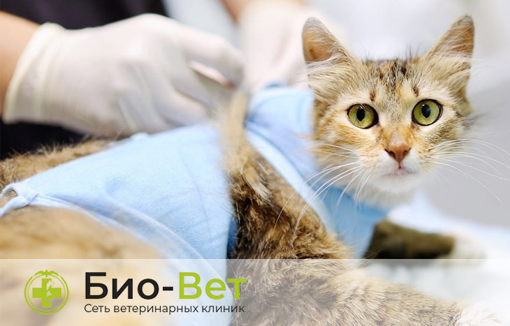 В каком возрасте лучше стерилизовать кошку?
