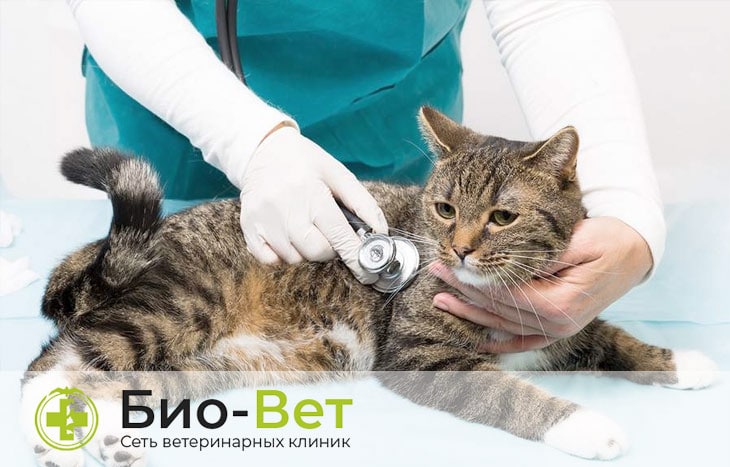 Лечение и основные симптомы болезни у кошек