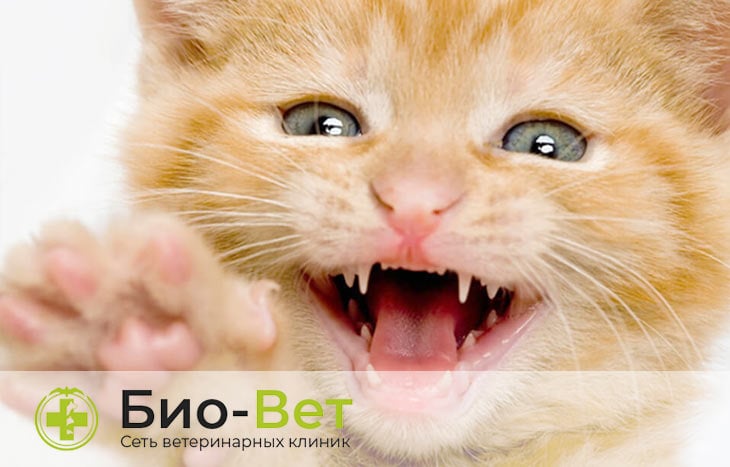 Молочные зубы у кошки