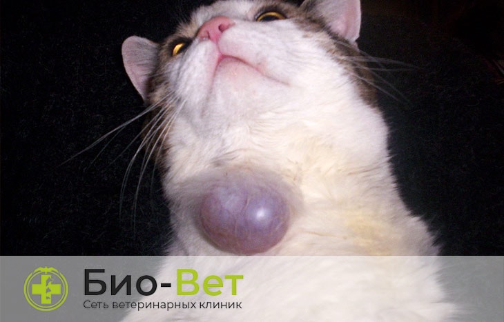 Лечение шишок на животе и на шее под кожей у кошки