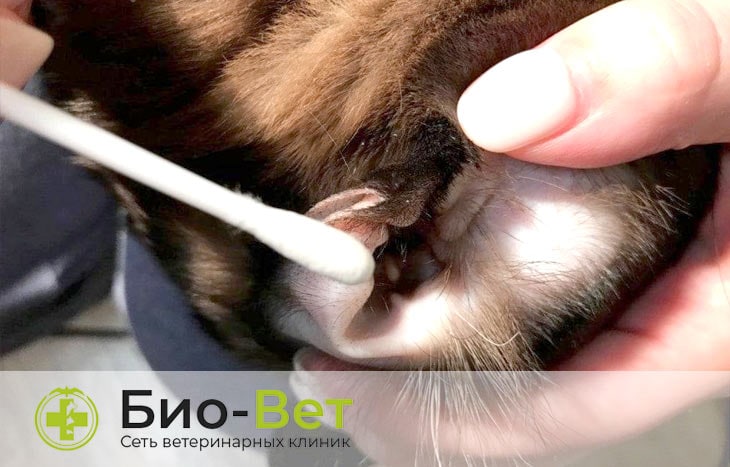 Ушной клещ у кошек | БиоВет