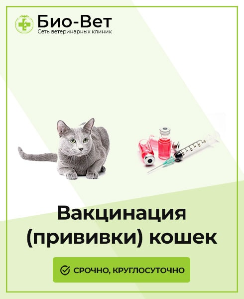 Вакцина для кошек спб. Прививки для кошек какие. Вакцинация кошек в Казани. Филлинген вакцина для кошек. Прививка для кошек комплексная цена.
