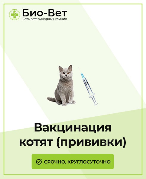 Прививки котятам (вакцинация) - когда делать первую и вторую прививки
