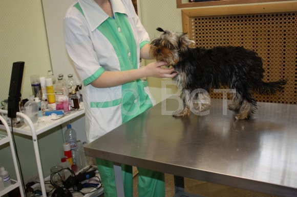Вакцинация собак (прививки)