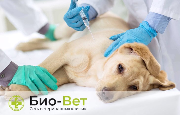Симптомы и лечение вольерного кашля у собак