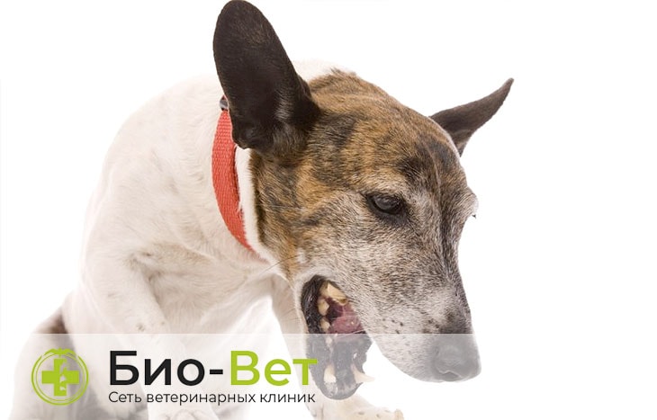 Симптомы и лечение вольерного кашля у собак