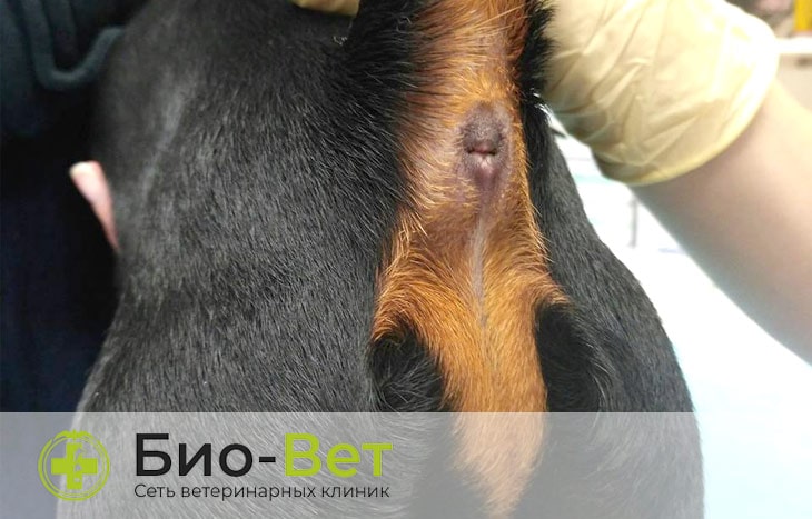 Воспаление анальных желез у собак