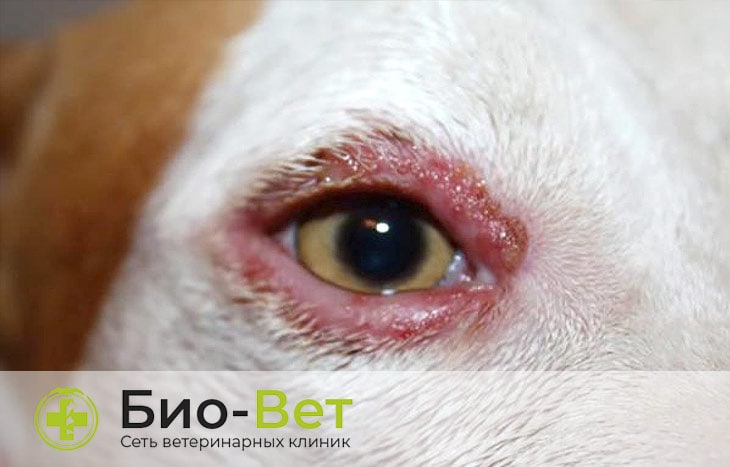 Воспаление глаз у собак: причины и лечение