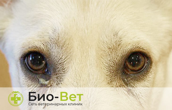Причины покраснения глаз у собак, кошек