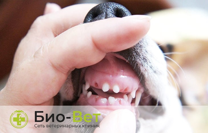 Выпадают зубы у собаки