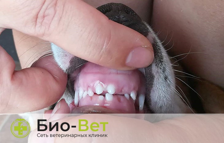 Что делать если выпадают зубы у собак