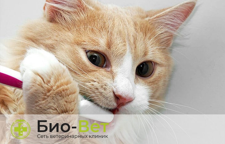 Запах изо рта у кота - причины и лечение | БиоВет