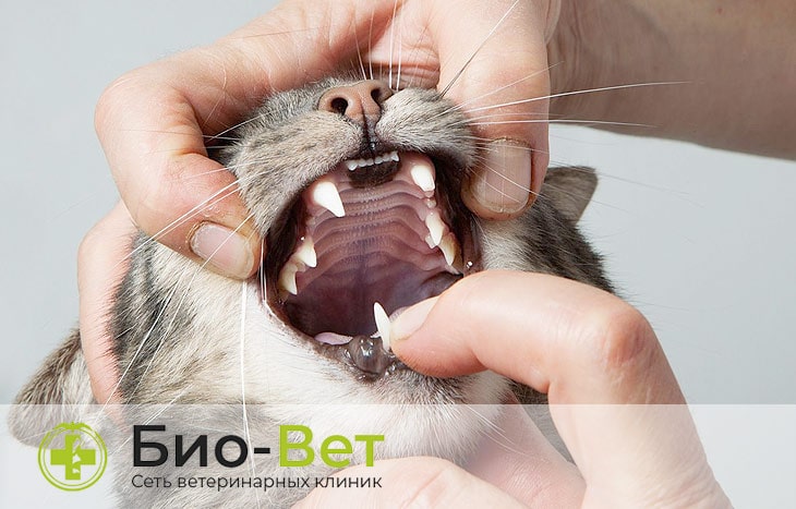 Запах изо рта у кота - причины и лечение | БиоВет