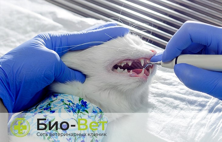 Зубной камень у кошек удаление и чистка в Москве