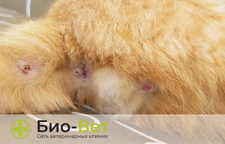 Лечение воспаления параанальных желез у кошек