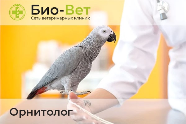Ветеринары Орнитологи в Москве / БиоВет